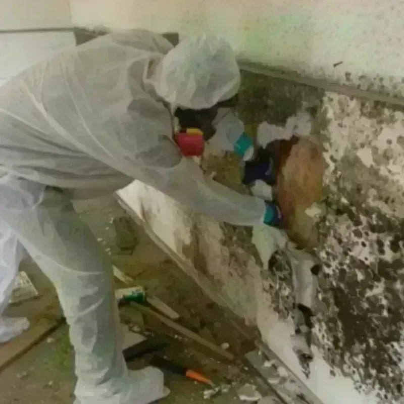 Mold Remediation and Removal in Northampton, PA